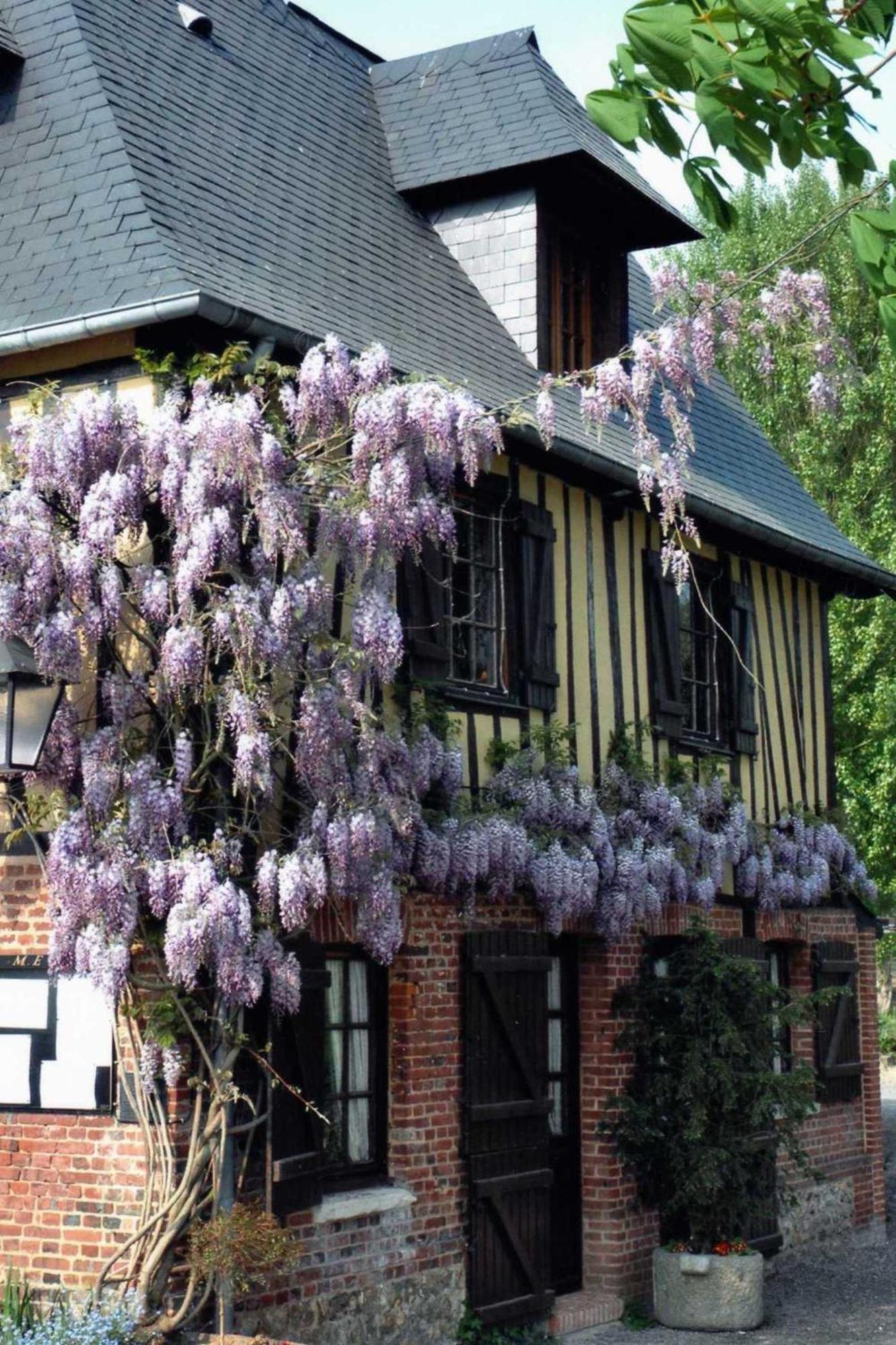 Auberge Du Val Au Cesne Saint-Clair-sur-les-Monts Екстер'єр фото